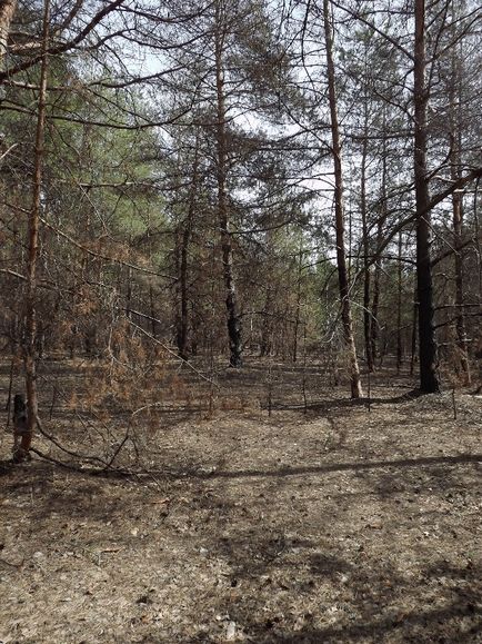 Calea zilei în cartierul Nuzhniy - blog - gulbary