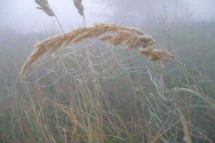 Calea zilei în cartierul Nuzhniy - blog - gulbary