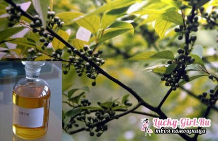 Uleiul de eucalipt în medicina populară