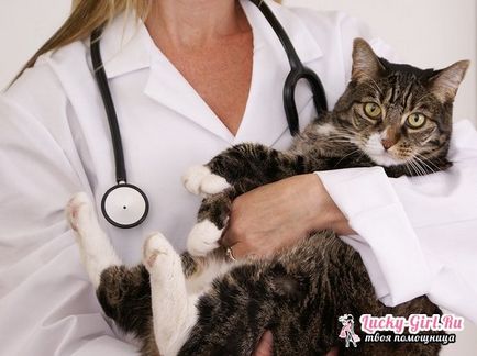 Містить у кішки що робити і як визначити симптоми