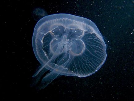 Медуза, конспект заняття
