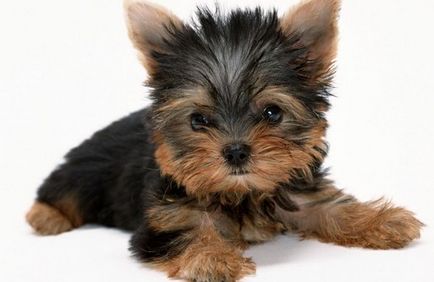 Rase mici de câini și demnitatea yorkshire terrier york