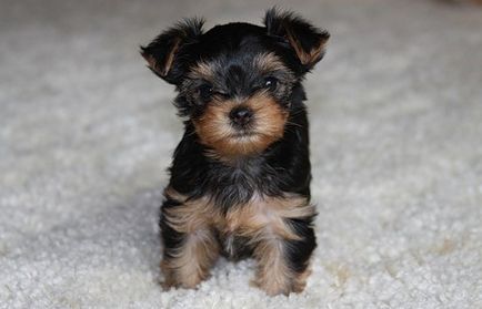 Rase mici de câini și demnitatea yorkshire terrier york