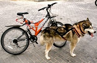 Metoda de predare a câinelui de a se deplasa lângă bicicletă și remorcare - sisteme petra-electronice pentru