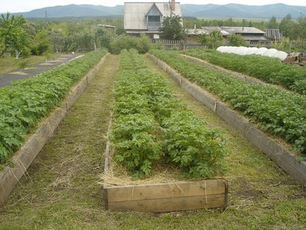 Metoda de măturători de cartofi de la plantare la recoltare