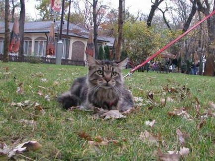 Maine Coon pentru o plimbare - blog despre Maine Coon