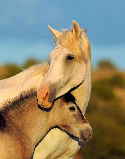 Міміка коней - роздратування, гнів і агресія - коли краще не чіпати незнайоме тварина