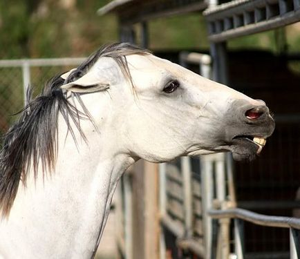 Mimicria cailor - iritație, mânie și agresiune - când este mai bine să nu atingeți un animal necunoscut