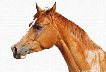 Міміка коней - роздратування, гнів і агресія - коли краще не чіпати незнайоме тварина
