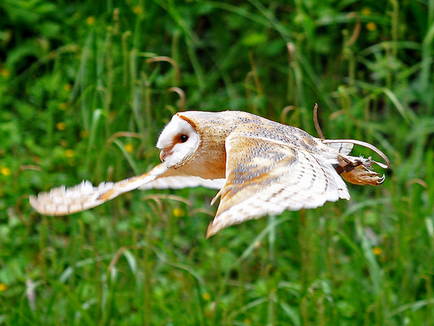 World Wildlife on - mint pajta baglyok fly csendesen sikerül