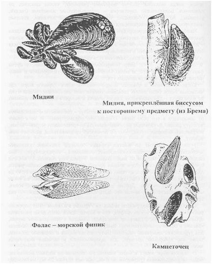 Молюски чорного моря, живий сочи