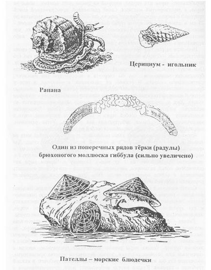 Shellfish de la Marea Neagră, plin de viață din Sochi