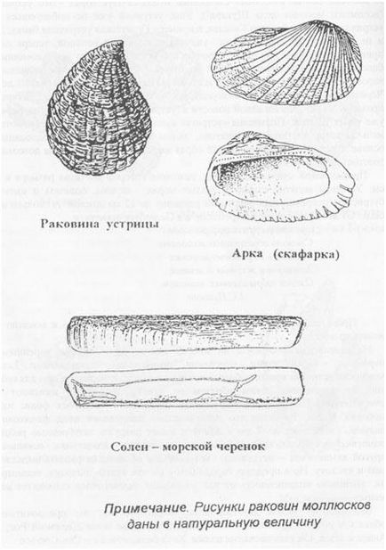 Shellfish de la Marea Neagră, plin de viață din Sochi