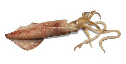 Морська комора кальмари здорове харчування