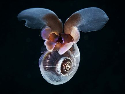 Морські равлики літають у воді, наука і життя