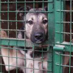 Москва, новини, притулок перетворився в концтабір в банок - еко-Вешняки - загинули 300 собак