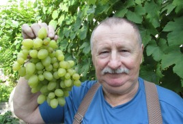 Мій 10-річний досвід вирощування винограду в Підмосков'ї
