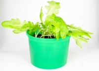 Набір для вирощування зелень круглий рік салат, bontiland