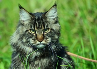 Trebuie să merg cu Maine Coon pe stradă