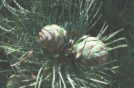 Cele mai renumite tipuri de copaci conifere - pin - pin