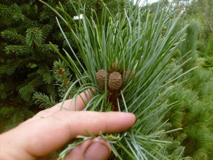 Cele mai renumite tipuri de copaci conifere - pin - pin