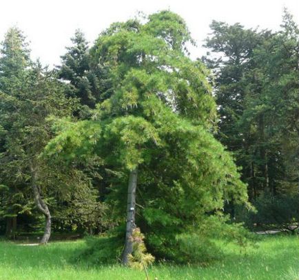 A legismertebb örökzöld tűlevelű fából - cédrus fenyő