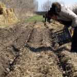 На яку глибину садити картоплю при різних схемах посадки