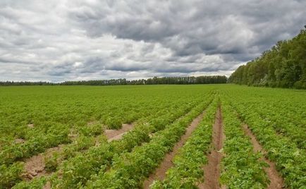 La ce adâncime plantați cartofii sub diferite planuri de plantare?