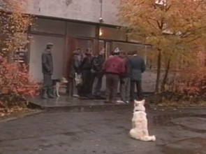 Pisica a fost speriata de smantana, spune Petrozavodsk, ziarul online Petrozavodsk, stiri din Petrozavodsk si