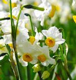 Narcissus fotó, leírás, ellenjavallatok, adagolás, receptek