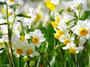 Narcissus - proprietăți medicinale