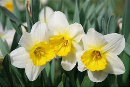 Narcissus - cultivarea, îngrijirea, transplantul și reproducerea