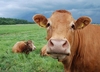 Bovine de bovine