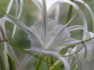 Назви квітучих цибулинних кімнатних рослин і особливості їх вирощування
