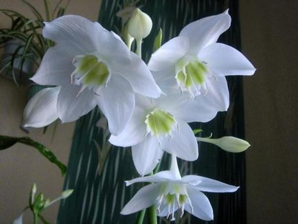 Назви квітучих цибулинних кімнатних рослин і особливості їх вирощування