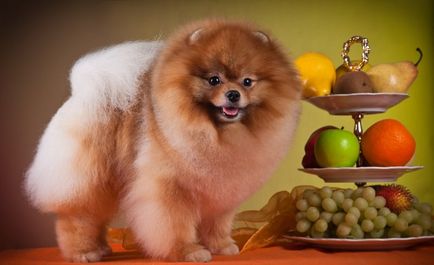 German Spitz (50 de fotografii) mari și mici, ce arată un câine adult, miniatură franceză,