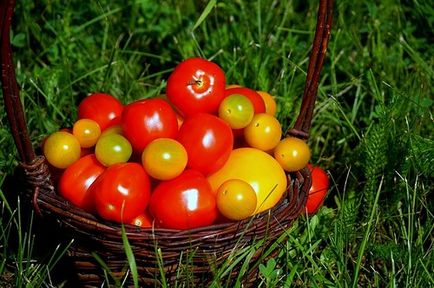 Трохи про розсаді томатів, мій сад і город