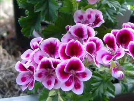 Nu pot face geranium