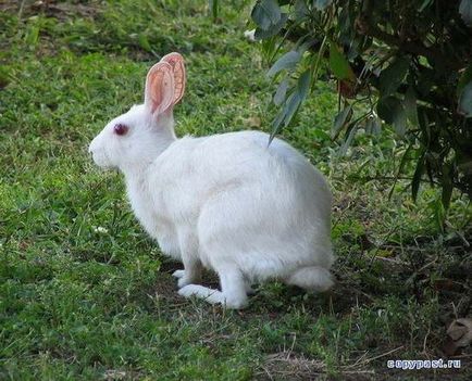 Nu ca toate animalele albinoase