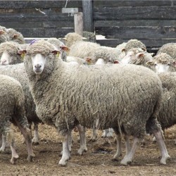 Незаразні хвороби овець