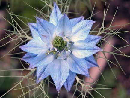 Nigella - aterizare și îngrijire pe teren deschis