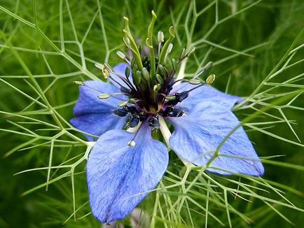 Nigella - засаждане и грижи в открито поле