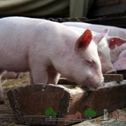 Ніпельні поїлки для свиней своїми руками фото і відео