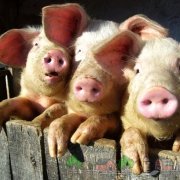 Ніпельні поїлки для свиней своїми руками фото і відео