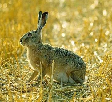 Нічне полювання на зайця - не так просто, як може здатися