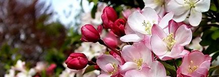 Чи потрібно в перший рік цвітіння обривати квітки у яблуні, мої ідеї для дачі та саду