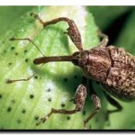 Tratarea grădinii în primăvară, Viorina (pulverizarea primăvară a grădinii) Prelucrarea grădinii în primăvară, viorina