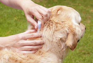 Обробка собак від ектопаразитів - обробка від бліх, кліщів і інших паразитів в москві