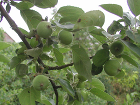 Обробка яблунь, груш і айви від хвороб і шкідників