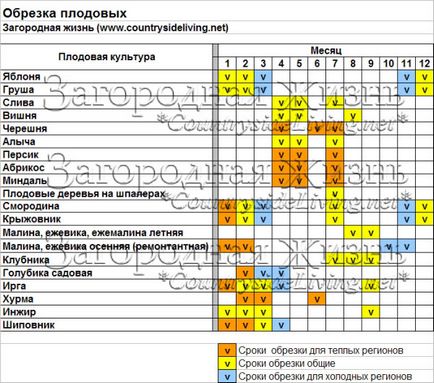 Tunderea pomilor fructiferi în primăvara, vara, toamna, iarna